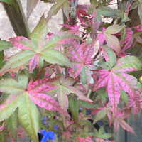 Thumbnail for Acer palmatum 'Noel' Variegated Corallinum Japanese Maple - Maple Ridge Nursery