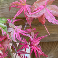Thumbnail for Acer palmatum 'Noel' Variegated Corallinum Japanese Maple - Maple Ridge Nursery