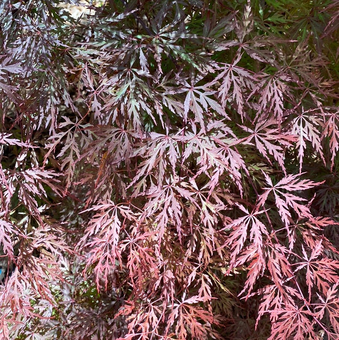 Acer palmatum 'Orangeola' Red Dwarf Japanese Maple (Pre-Order) - Maple Ridge Nursery