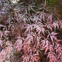 Thumbnail for Acer palmatum 'Orangeola' Red Dwarf Japanese Maple (Pre-Order) - Maple Ridge Nursery