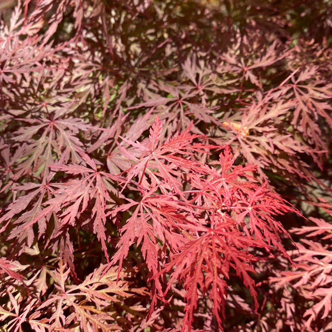 Acer palmatum 'Orangeola' Red Dwarf Japanese Maple (Pre-Order) - Maple Ridge Nursery