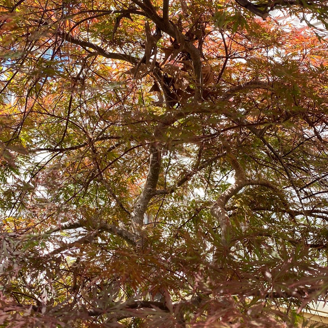 Acer palmatum 'Orangeola' Red Dwarf Japanese Maple (Pre-Order) - Maple Ridge Nursery