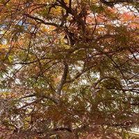 Thumbnail for Acer palmatum 'Orangeola' Red Dwarf Japanese Maple (Pre-Order) - Maple Ridge Nursery