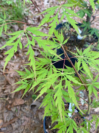 Thumbnail for Acer palmatum 'Paisleigh' Dwarf Japanese Maple - Maple Ridge Nursery