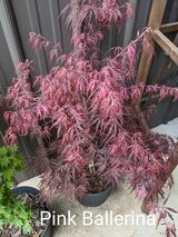Thumbnail for Acer palmatum 'Pink Ballerina' Variegated Lace Leaf - Maple Ridge Nursery