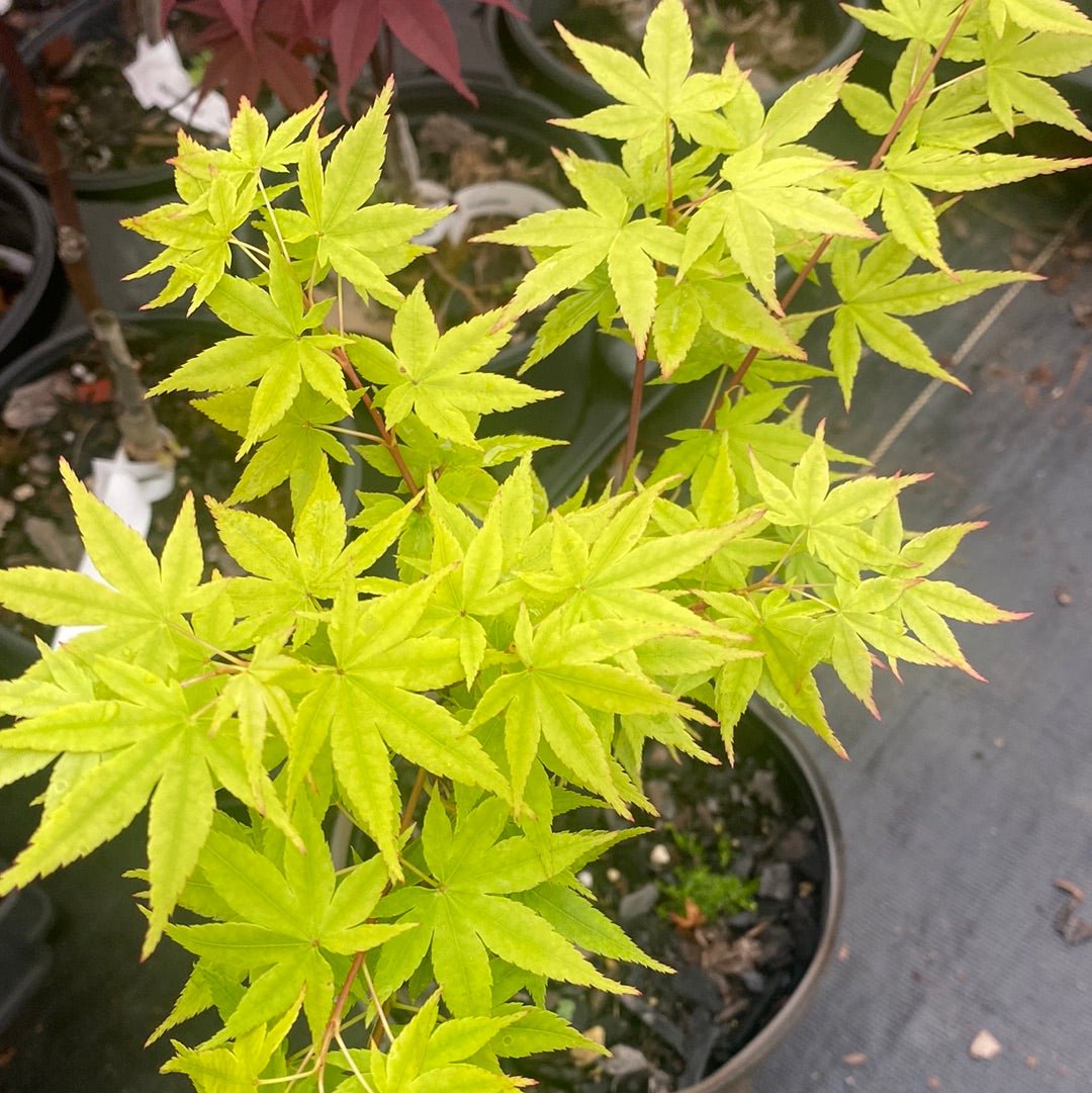 Acer palmatum 'Red Wood' Coral Bark Japanese Maple - Maple Ridge Nursery