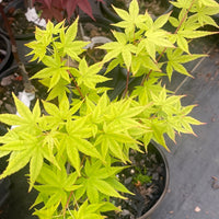 Thumbnail for Acer palmatum 'Red Wood' Coral Bark Japanese Maple - Maple Ridge Nursery