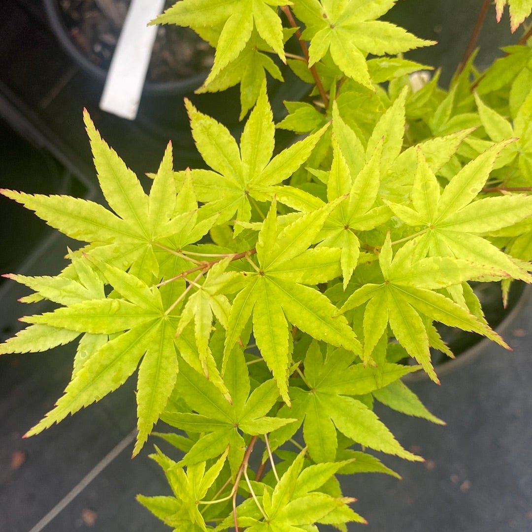 Acer palmatum 'Red Wood' Coral Bark Japanese Maple - Maple Ridge Nursery