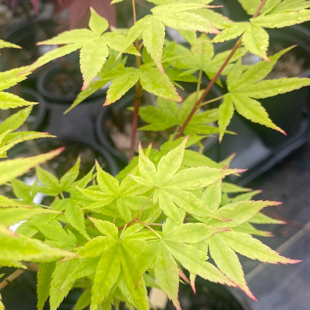 Acer palmatum 'Red Wood' Coral Bark Japanese Maple - Maple Ridge Nursery