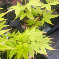 Thumbnail for Acer palmatum 'Red Wood' Coral Bark Japanese Maple - Maple Ridge Nursery