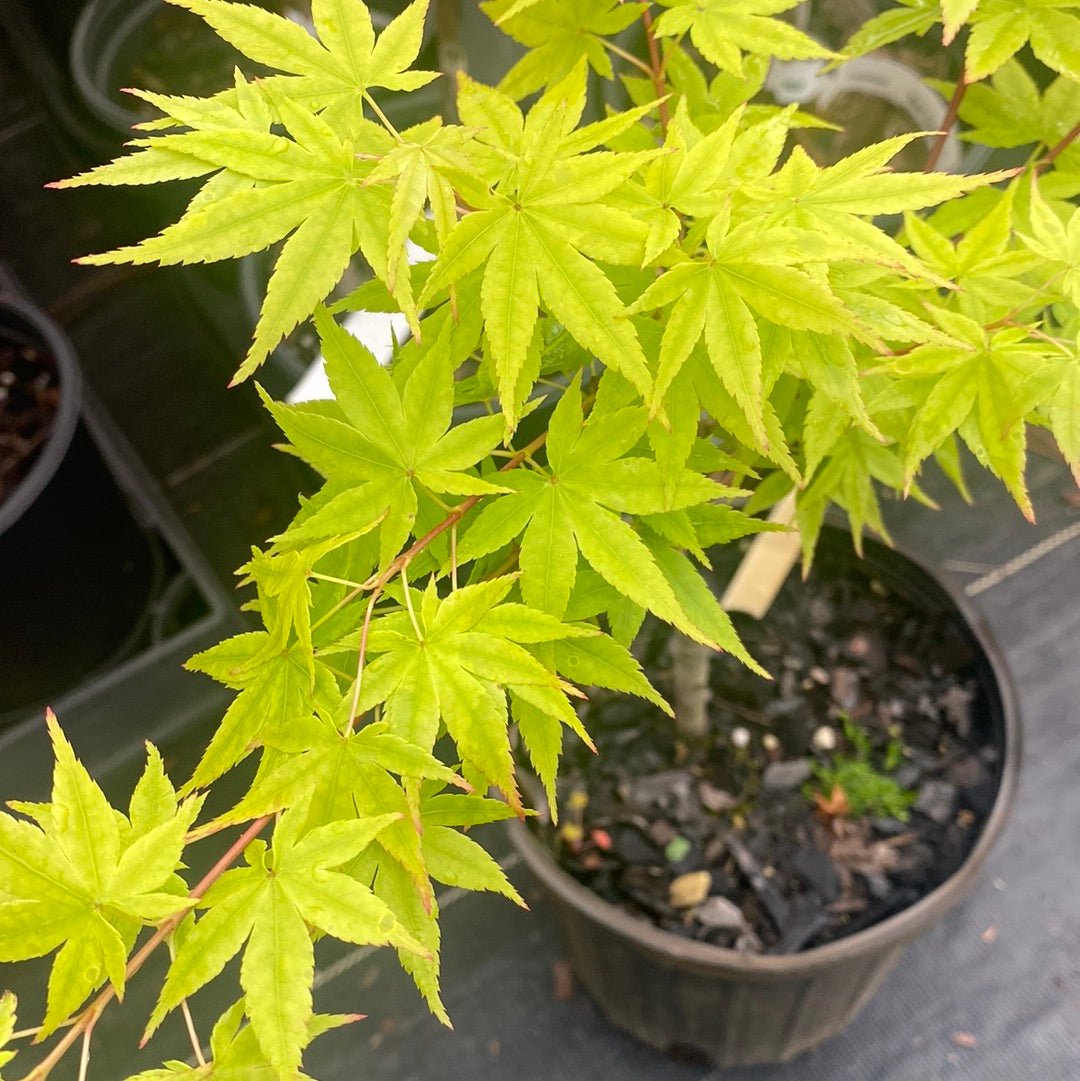 Acer palmatum 'Red Wood' Coral Bark Japanese Maple - Maple Ridge Nursery