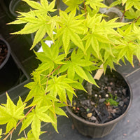 Thumbnail for Acer palmatum 'Red Wood' Coral Bark Japanese Maple - Maple Ridge Nursery