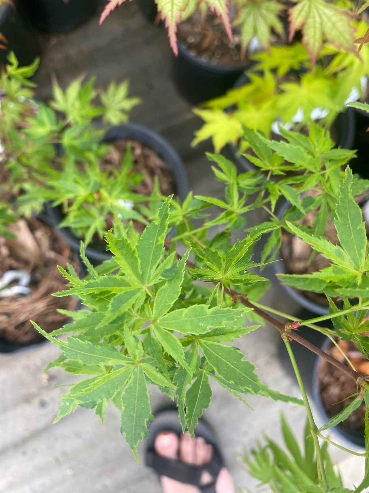 Acer palmatum 'Relish' Variegated Japanese Maple - Maple Ridge Nursery