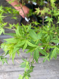 Thumbnail for Acer palmatum 'Relish' Variegated Japanese Maple - Maple Ridge Nursery