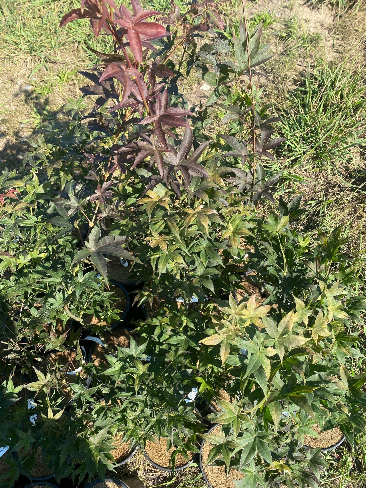Acer palmatum 'Rhode Island Red' Dwarf Japanese Maple - Maple Ridge Nursery