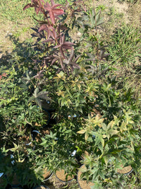 Thumbnail for Acer palmatum 'Rhode Island Red' Dwarf Japanese Maple - Maple Ridge Nursery