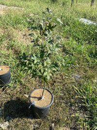 Thumbnail for Acer palmatum 'Rhode Island Red' Dwarf Japanese Maple - Maple Ridge Nursery