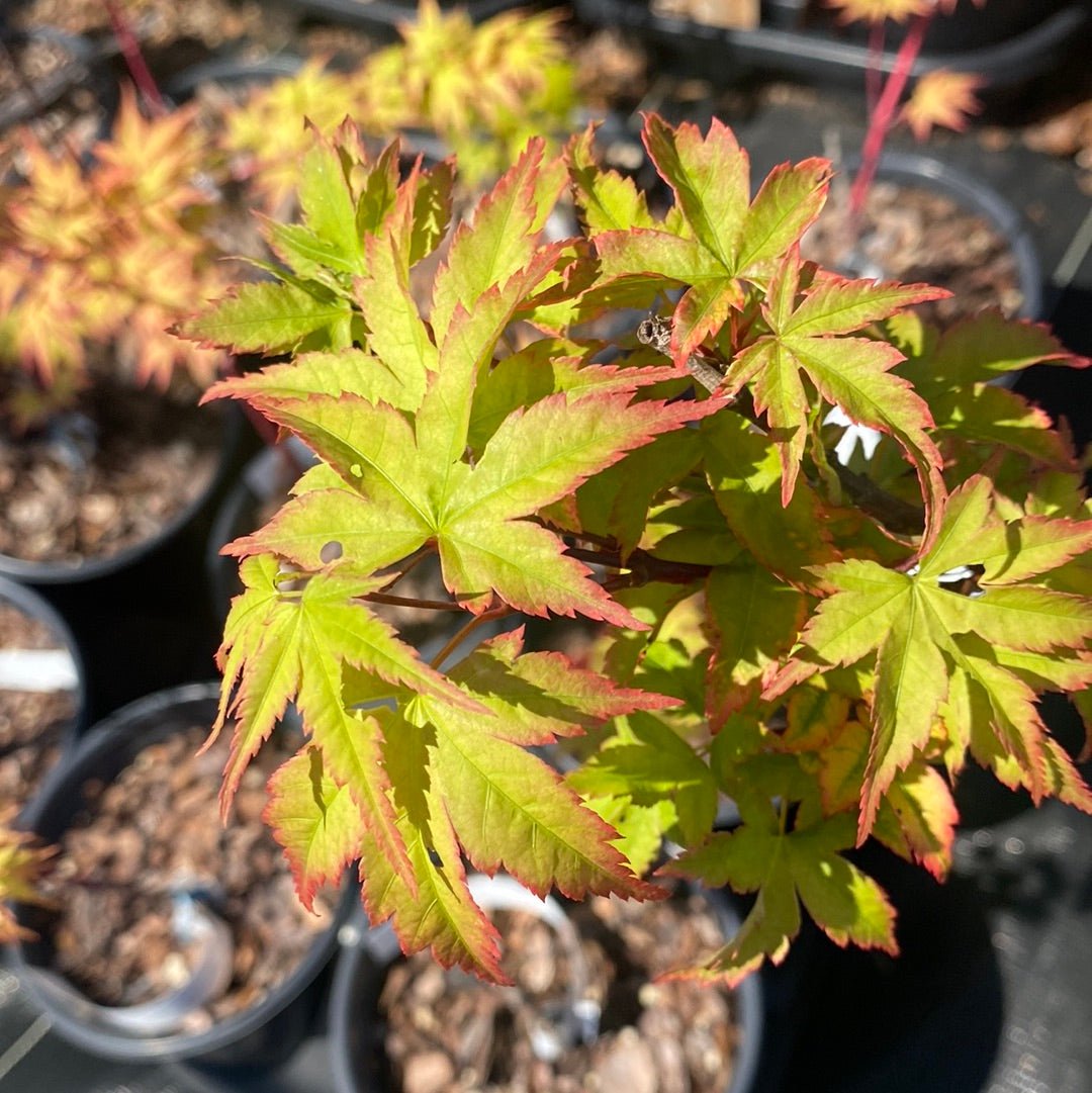 Acer palmatum 'Sagara nishiki' Variegated Japanese Maple - Maple Ridge Nursery