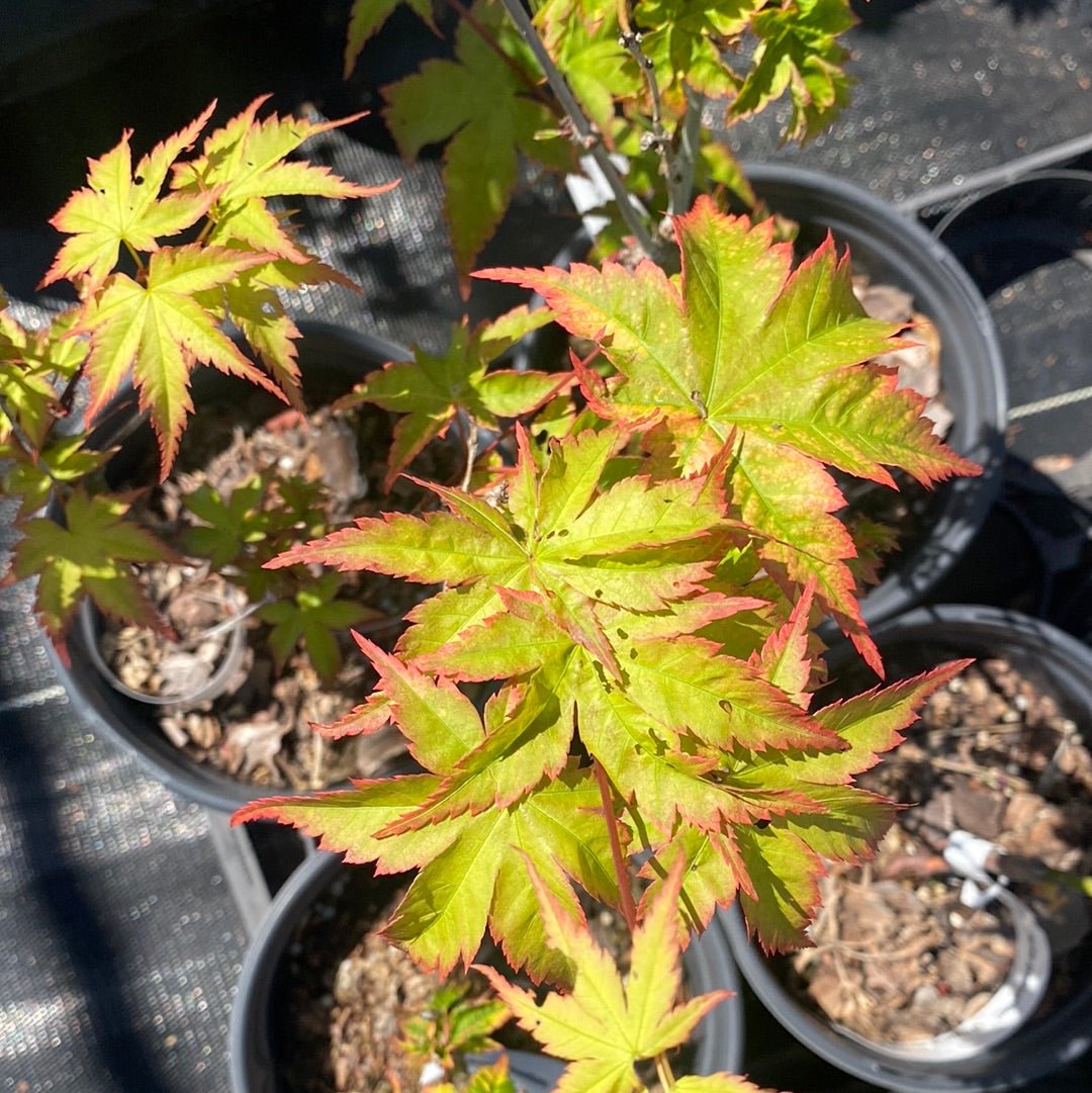 Acer palmatum 'Sagara nishiki' Variegated Japanese Maple - Maple Ridge Nursery