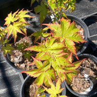 Thumbnail for Acer palmatum 'Sagara nishiki' Variegated Japanese Maple - Maple Ridge Nursery
