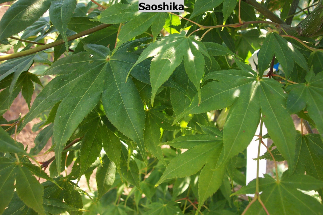 Acer palmatum 'Saoshika' Green Japanese Maple - Maple Ridge Nursery