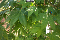 Thumbnail for Acer palmatum 'Saoshika' Green Japanese Maple - Maple Ridge Nursery