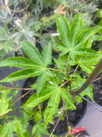 Thumbnail for Acer palmatum 'Saoshika' Green Japanese Maple - Maple Ridge Nursery
