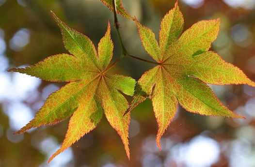 Acer palmatum 'Saoshika' Green Japanese Maple - Maple Ridge Nursery