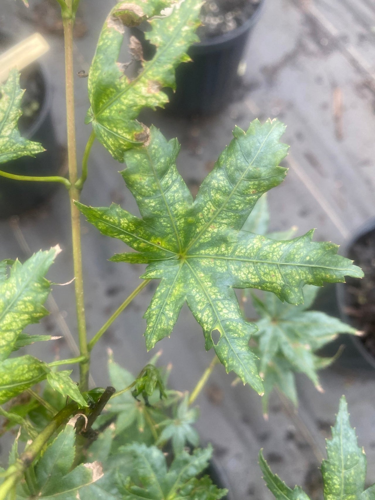 Acer palmatum 'Shigitatsu sawa' Reticulated Japanese Maple - Maple Ridge Nursery