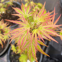 Thumbnail for Acer palmatum 'Shin Hikasa' Dwarf Variegated Japanese Maple - Maple Ridge Nursery