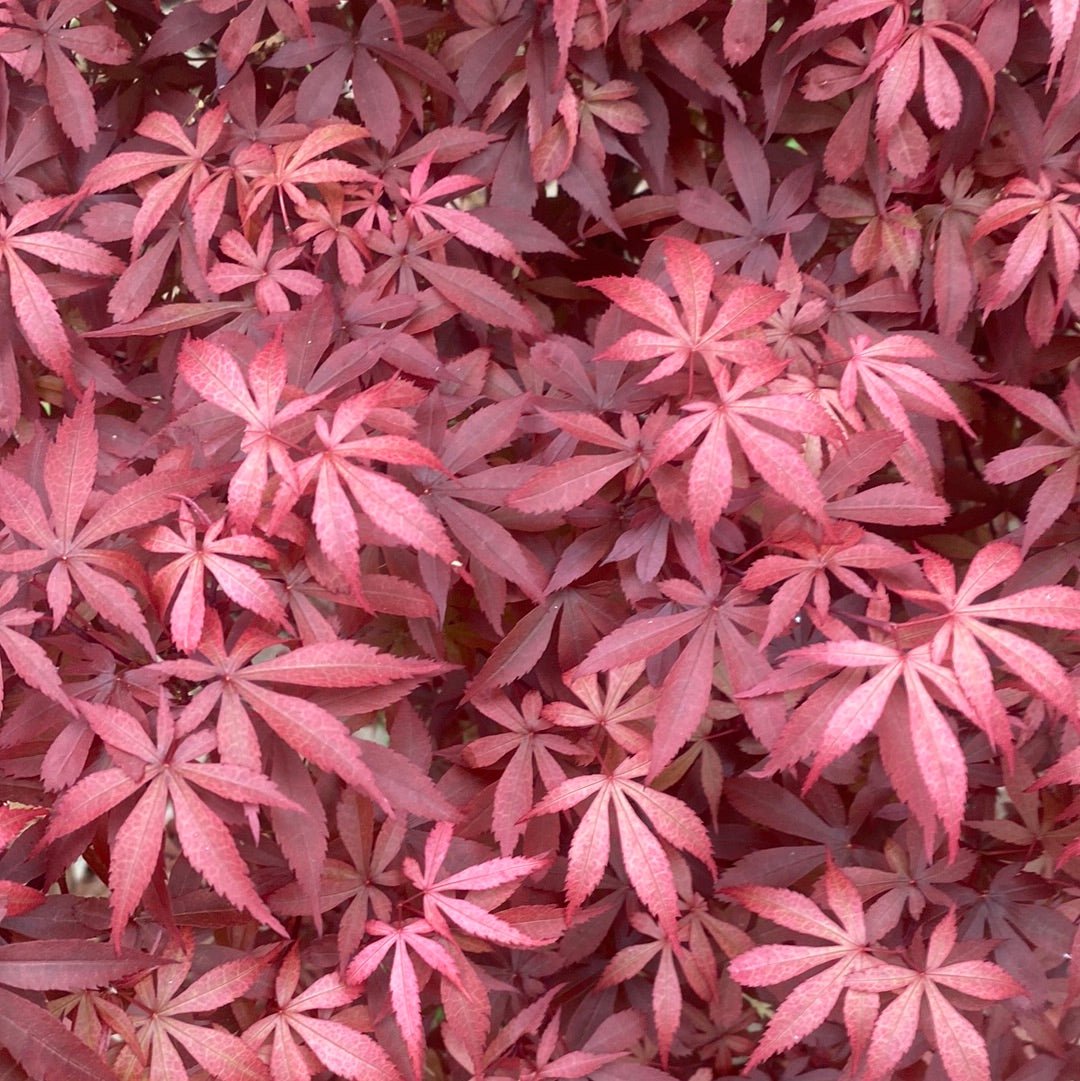 Acer palmatum 'Skeeter's Broom' Red Column Japanese Maple - Maple Ridge Nursery