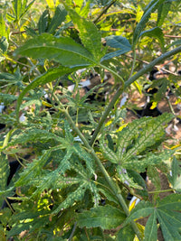Thumbnail for Acer palmatum 'Skeleton Reach' Reticulated Japanese Maple - Maple Ridge Nursery