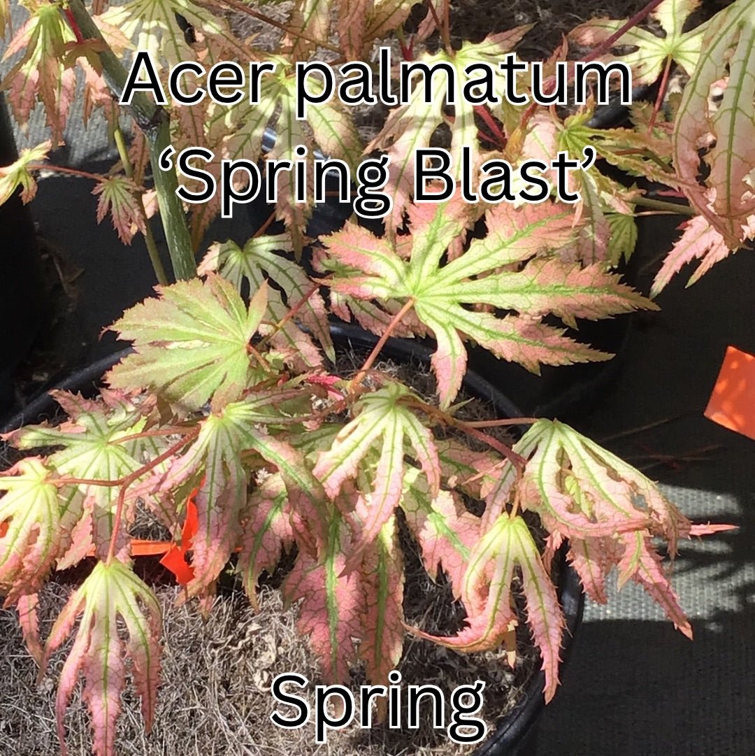 Acer palmatum 'Spring Blast' Reticulated Japanese Maple - Maple Ridge Nursery