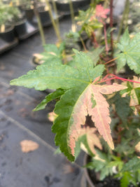 Thumbnail for Acer palmatum 'Taiyo nishiki' Variegated Japanese Maple - Maple Ridge Nursery