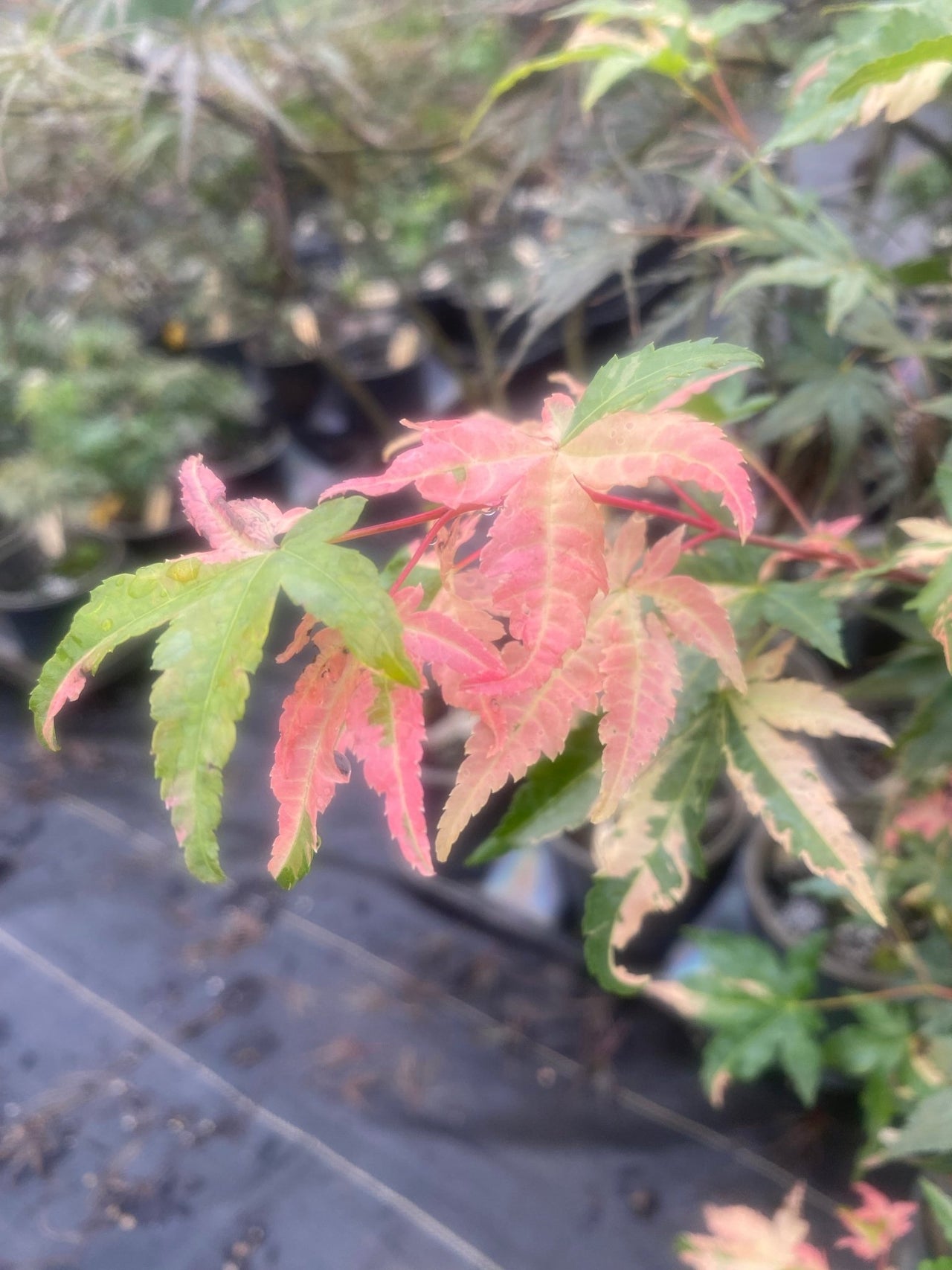 Acer palmatum 'Taiyo nishiki' Variegated Japanese Maple - Maple Ridge Nursery
