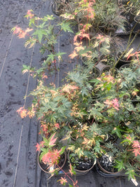 Thumbnail for Acer palmatum 'Taiyo nishiki' Variegated Japanese Maple - Maple Ridge Nursery