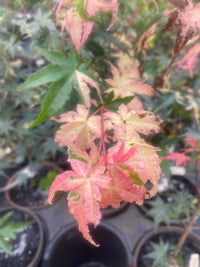 Thumbnail for Acer palmatum 'Taiyo nishiki' Variegated Japanese Maple - Maple Ridge Nursery