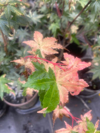 Thumbnail for Acer palmatum 'Taiyo nishiki' Variegated Japanese Maple - Maple Ridge Nursery
