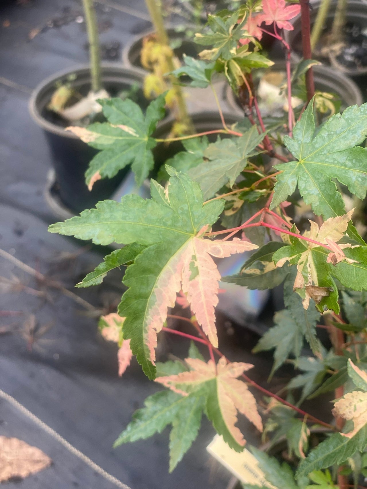 Acer palmatum 'Taiyo nishiki' Variegated Japanese Maple - Maple Ridge Nursery