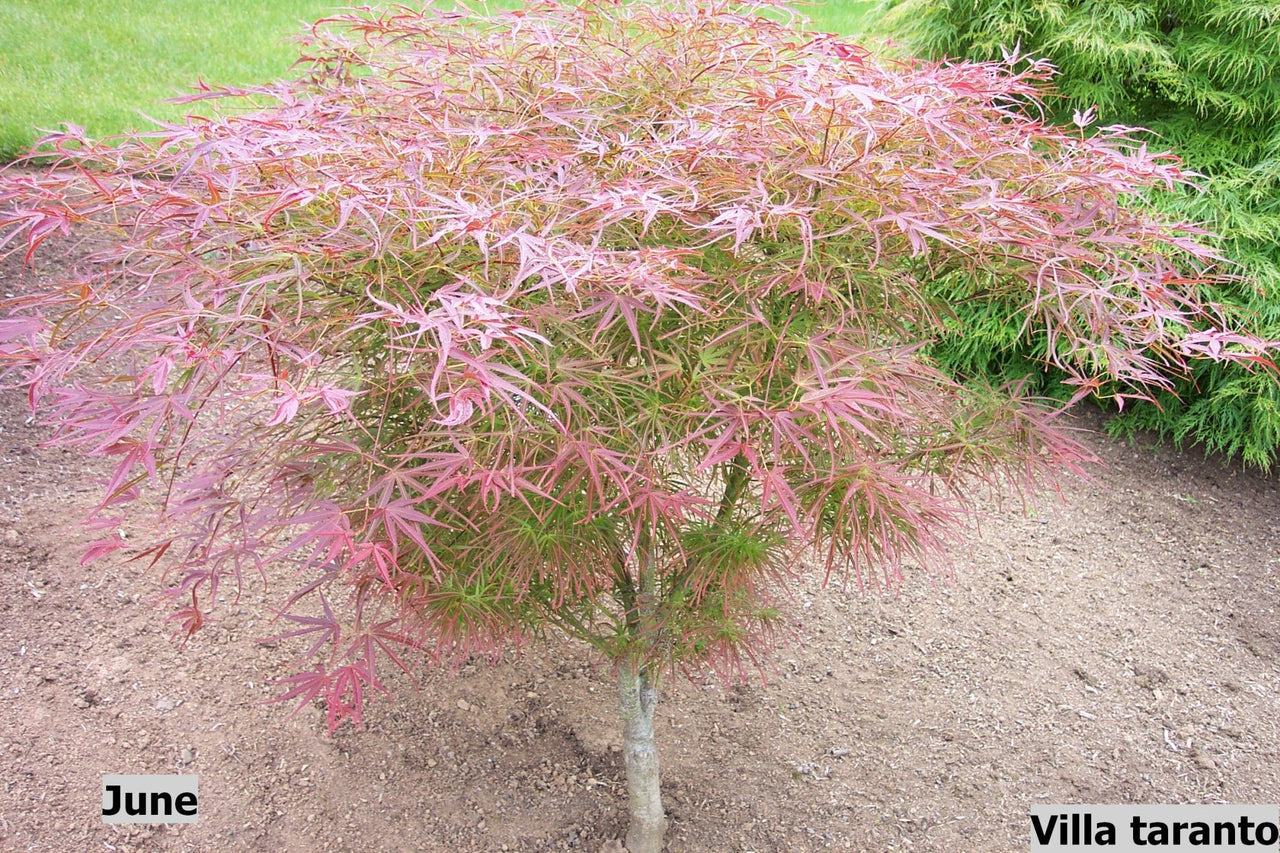 Acer palmatum 'Villa taranto' Thread Leaf Japanese Maple - Maple Ridge Nursery