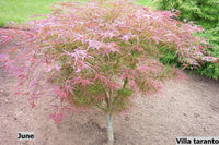Thumbnail for Acer palmatum 'Villa taranto' Thread Leaf Japanese Maple - Maple Ridge Nursery