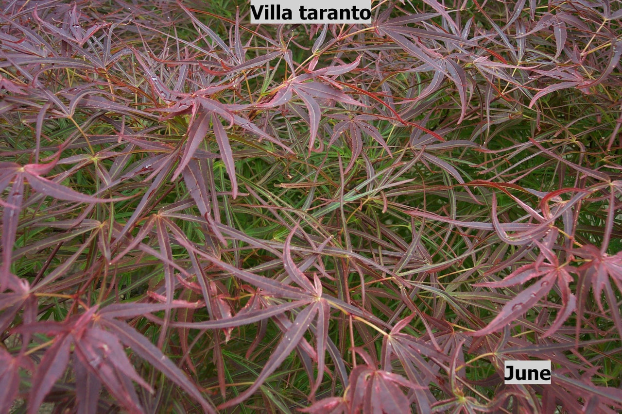 Acer palmatum 'Villa taranto' Thread Leaf Japanese Maple - Maple Ridge Nursery