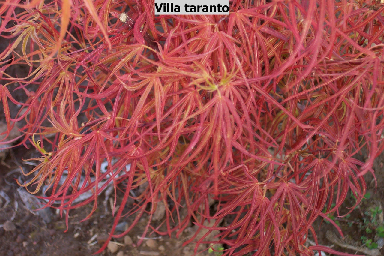Acer palmatum 'Villa taranto' Thread Leaf Japanese Maple - Maple Ridge Nursery