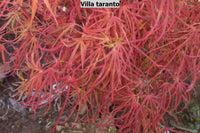 Thumbnail for Acer palmatum 'Villa taranto' Thread Leaf Japanese Maple - Maple Ridge Nursery