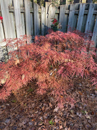 Thumbnail for Acer palmatum ‘Watnong’ Dwarf Japanese Maple - Maple Ridge Nursery