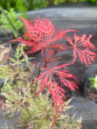 Thumbnail for Acer palmatum ‘Watnong’ Dwarf Japanese Maple - Maple Ridge Nursery
