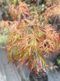 Thumbnail for Acer palmatum ‘Watnong’ Dwarf Japanese Maple - Maple Ridge Nursery
