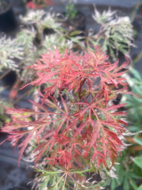 Thumbnail for Acer palmatum ‘Watnong’ Dwarf Japanese Maple - Maple Ridge Nursery