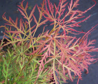 Thumbnail for Acer palmatum ‘Watnong’ Dwarf Japanese Maple - Maple Ridge Nursery