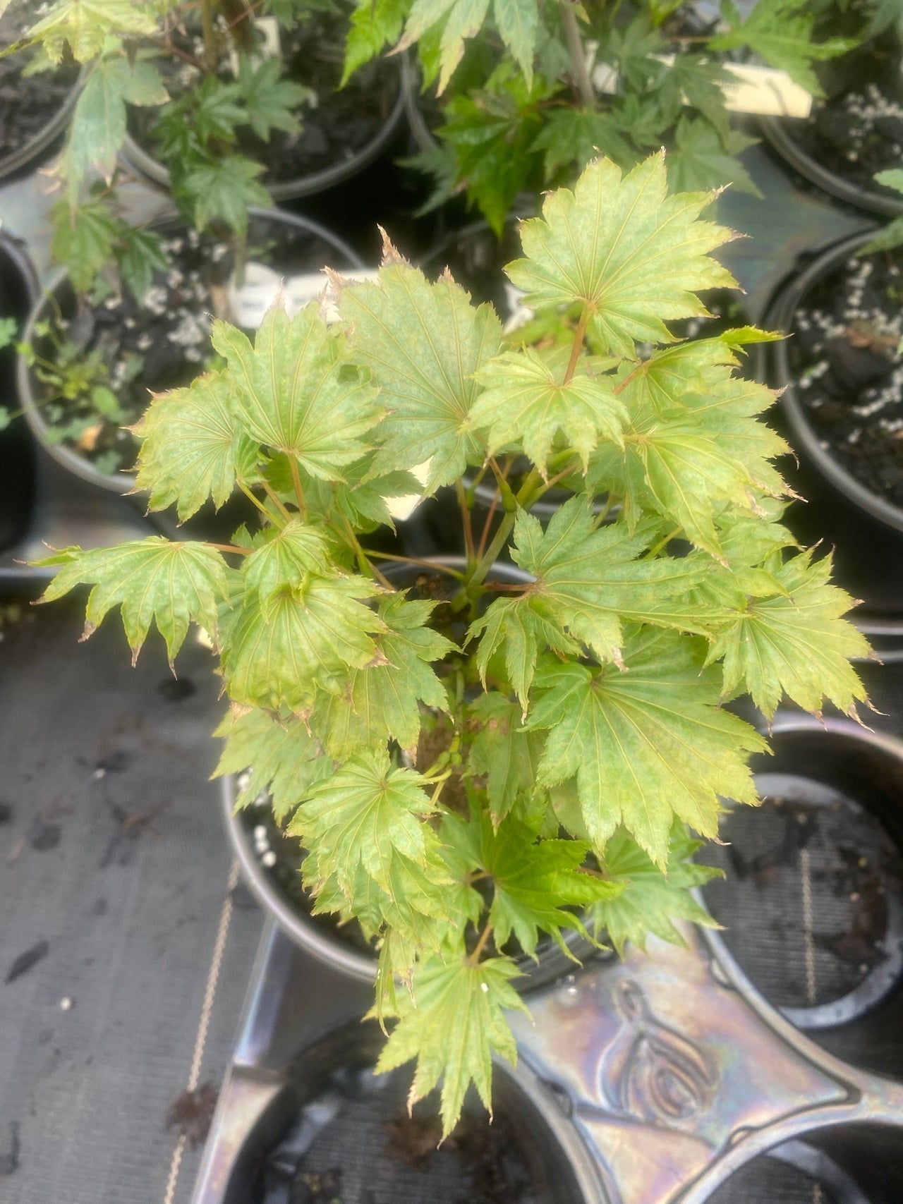 Acer shirasawanum 'Aureum' Full Moon Japanese Maple - Maple Ridge Nursery